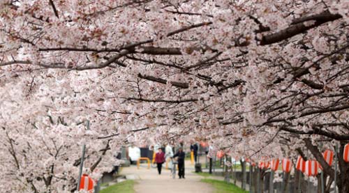 Cherry Blossoms Festival - Japan, crowdink, crowd ink, crowdink.com, crowdink.com.au