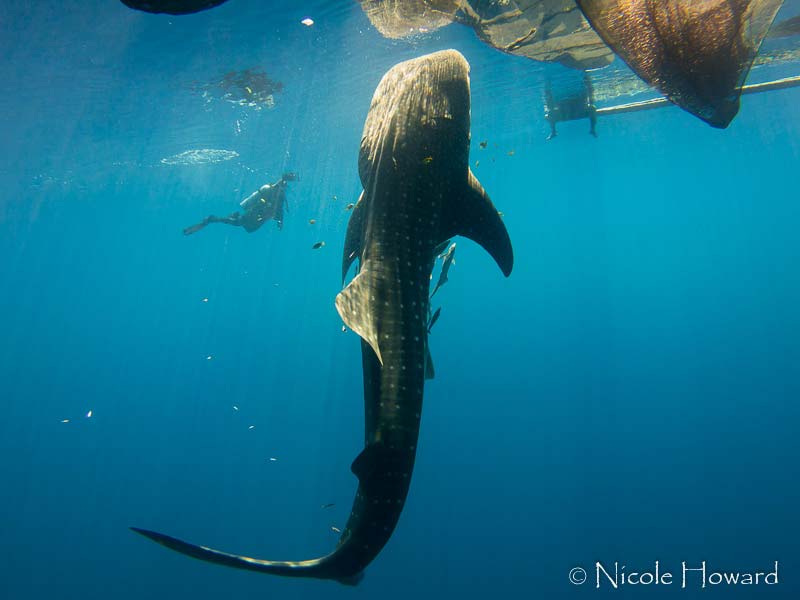 Whale Shark, Cenderawasih, West Papua, 2015. [image source: Nicole Howard], crowd ink, crowdink, crowdink.com, crowdink.com.au