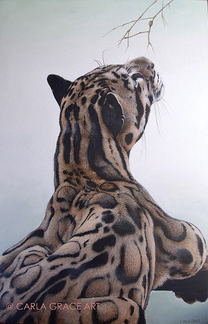 Limited Edition Prints: Awan the Clouded Leopard By Carla Grace, crowd ink, crowdink, crowdink.com, crowdink.com.au