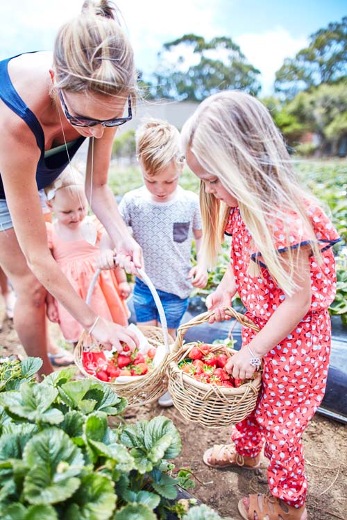 Sunny Ridge Strawberry Farm, crowdink.com, crowdink.com.au, crowd ink, crowdink