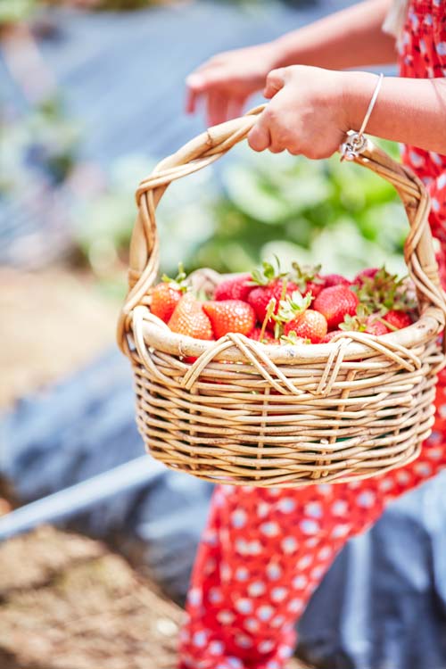 Sunny Ridge Strawberry Farm, crowdink.com, crowdink.com.au, crowd ink, crowdink