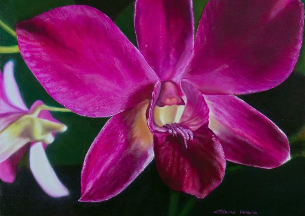 Magenta Orchid by Elena Valerie