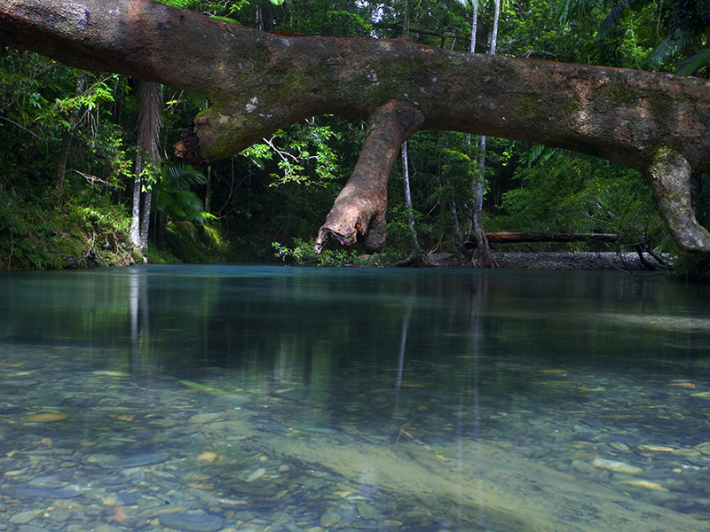 Daintree Forest