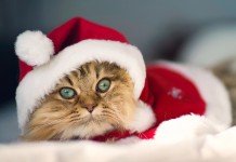 Christmas Pets (Image Source: Somepets), www.crowdink.com, crowdink, crowd ink
