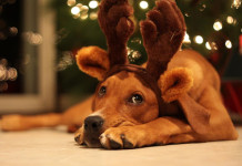 Holiday Pets (Image Source Healthy Spot), crowdink.com, crowd ink, crowdink