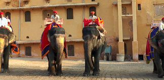 India Wildlife Tours, Elephant, Tiger, CrowdInk, Crowd Ink, Crowdink.com