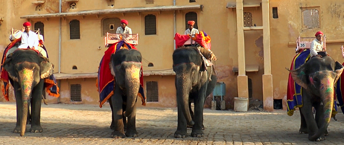 India Wildlife Tours, Elephant, Tiger, CrowdInk, Crowd Ink, Crowdink.com