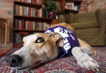 © Adopt a Greyhound Inc, crowdink, crowd ink, crowdink.com, crowdink.com.au