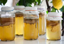 Kombucha (Image Source: fsi.colostate.edu), crowdink.com, crowdink.com.au, crowd ink, crowdink