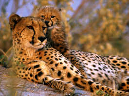 Selinda Reserve in Botswana [image source: botswanasafaripackages.com], crowd ink, crowdink, crowdink.com, crowdink.com.au