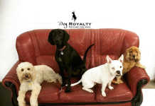 Dog Royalty caters for dogs of all ages and breeds, big and small, puppies or elderly statesmen, crowdink.com, crowdink.com.au, crowd ink, crowdink