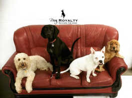 Dog Royalty caters for dogs of all ages and breeds, big and small, puppies or elderly statesmen, crowdink.com, crowdink.com.au, crowd ink, crowdink