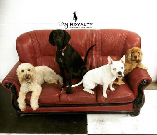 Dog Royalty caters for dogs of all ages and breeds, big and small, puppies or elderly statesmen, crowdink.com, crowdink.com.au, crowd ink, crowdink