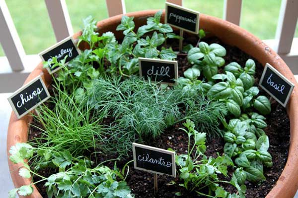 Indoor Herb Garden Ideas (Image Source: pionnersettler.com), crowdink.com.au, crowdink.com, crowd ink, crowdink