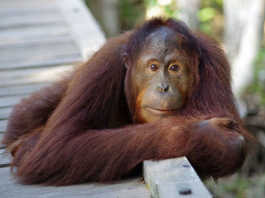 Orangutan (Image Source: National Geographic), crowdink.com, crowdink.com.au, crowd ink, crowdink