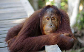 Orangutan (Image Source: National Geographic), crowdink.com, crowdink.com.au, crowd ink, crowdink