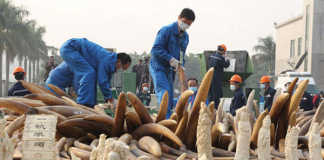 Animal Activists Rejoice As China Commits to a Ban on Ivory crowdink.com, crowdink.com.au, crowd ink, crowdink