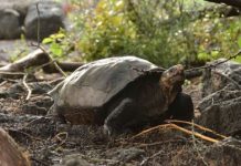 Fernandina Giant Tortoise (Image Source: goodnewsnetwork.org )