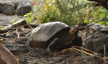 Fernandina Giant Tortoise (Image Source: goodnewsnetwork.org )