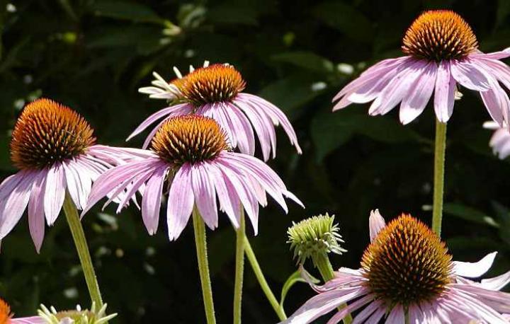 Echinacea (Image Source Old Farmers )