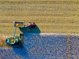 Exploring the Benefits of Locally Sourced Foods